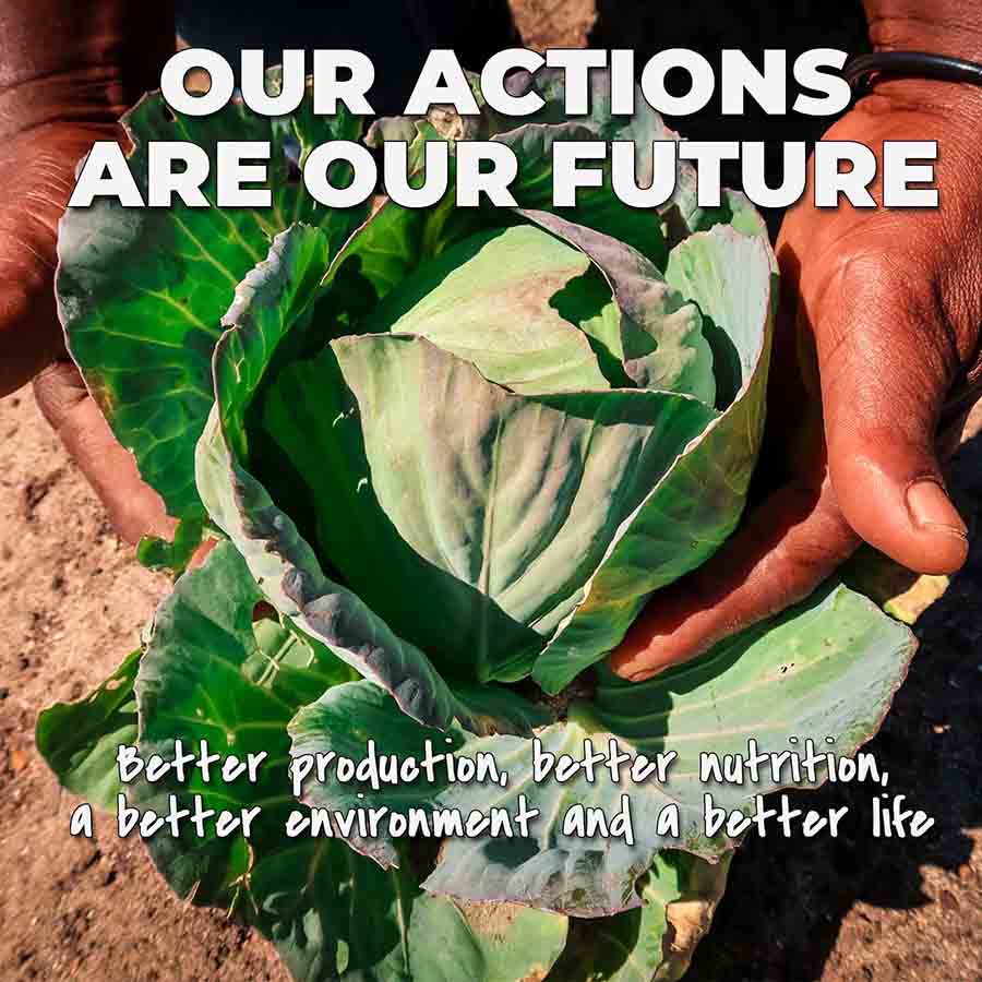 A pair of farmers hands holding a freshly grown lettuce on top of soil in cape town to develop our sustainable farming charities