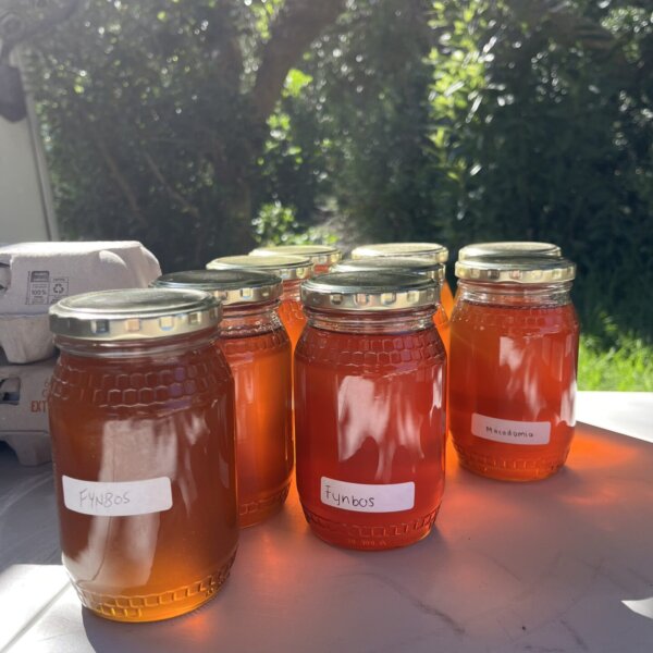 This Fynbos Honey is sourced from farmers on the western edge of the Cape Floristic Region. Bees play a vital role in pollinating many fynbos species, especially those in the Erica genus. The honey itself is rich and floral, with a complex flavour layered with hints of caramel and herbs, and a deep amber colour. Celebrated as one of the country’s most popular honeys, it’s a versatile culinary ingredient and a naturally delicious sweetener.